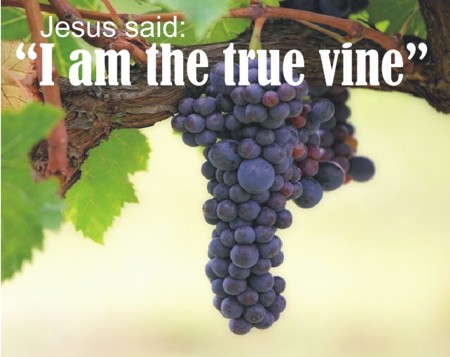 "I am the true vine"